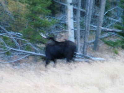 blurry moose.jpg